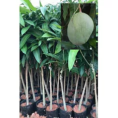 Манго Глен - Mangifera Gleen D18 H140-165см