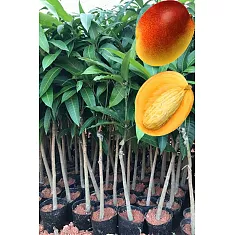 Манго Кейт - Mangifera Kitt D18 H140-165см