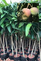 Манго К.Прайд - Mangifera Kens Pride D18 H140-165см