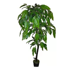 Манго - Mangifera D30 H180