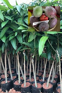 Манго Сенсейшел - Mangifera Sensation D18 H140-165см
