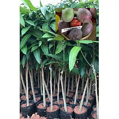 Манго Сенсейшел - Mangifera Sensation D18 H140-165см