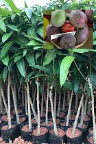 Манго Сенсейшел - Mangifera Sensation D18 H140-165см
