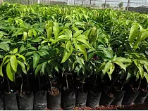 Манго - Mangifera D18 H140