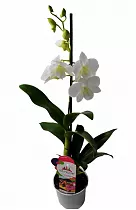 Дендробиум фаленопсис или Дендробиум двугорбый - Dendrobium phalaenopsis D12 H40