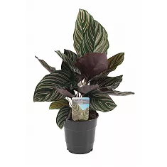 Калатея украшенная - Calathea ornata D12 H30