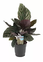 Калатея украшенная - Calathea ornata D12 H30
