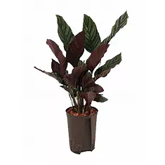 Калатея украшенная - Calathea ornata D9 H25