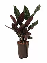 Калатея украшенная - Calathea ornata D9 H25