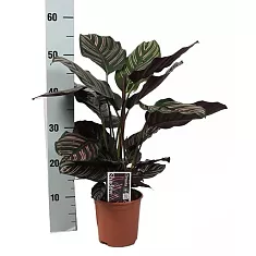 Калатея украшенная - Calathea ornata D14 H60