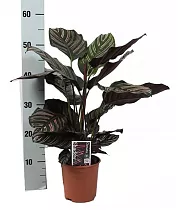 Калатея украшенная - Calathea ornata D14 H60