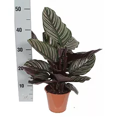 Калатея украшенная - Calathea ornata D14 H50
