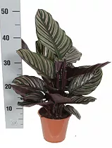 Калатея украшенная - Calathea ornata D14 H50