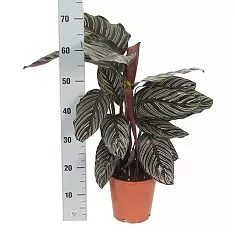 Калатея украшенная - Calathea ornata D18 H70
