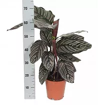 Калатея украшенная - Calathea ornata D18 H70
