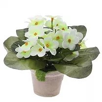 Фиалка белая - Saintpaulia White D12 H20