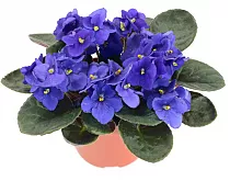 Фиалка голубая - Saintpaulia D12 H20