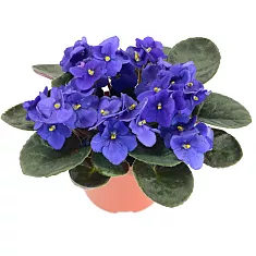 Фиалка голубая - Saintpaulia D12 H20