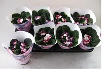 Фиалка двухцветная - Saintpaulia D10 H15