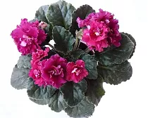 Фиалка- красная Saintpaulia D12 H20