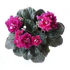 Фиалка- красная Saintpaulia D12 H20