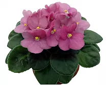 Фиалка розовая - Saintpaulia D12 H20