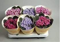 Фиалка Химера - Saintpaulia Chimer D15 H20