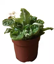 Фиалка белая - Saintpaulia White  H20