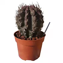 Неопортерия пауцикостата - Neoporteria paucicostata Violet D12 H15
