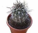 Неопортерия рапифера - Neoporteria rapifera D8 H10