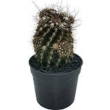 Неопортерия Оккульта - Neoporteria occulta D9 H12