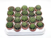 Неопортерия немногореберная - Neoporteria paucicostata D5 H10