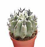 Неопортерия - Neoporteria D9 H10