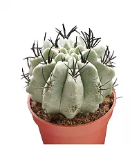 Неопортерия - Neoporteria D9 H10