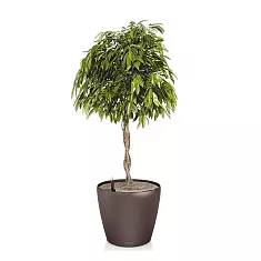 Фикус Амстел Кинг + Lechuza CLASSICO Color 35