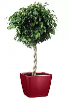 Фикус Даниэль спираль + Lechuza Quadro LS 43