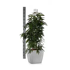 Фикус Амстел Кинг + Lechuza QUADRO LS 35