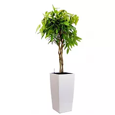 Фикус Али + Lechuza CUBICO 30
