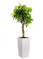 Фикус Али + Lechuza CUBICO 30