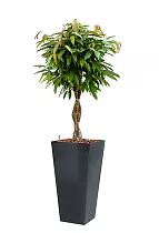 Фикус Али косичка + Lechuza CUBICO 30