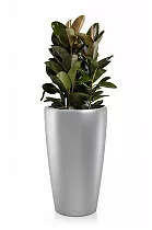 Фикус Абиджан + Lechuza  RONDO 32