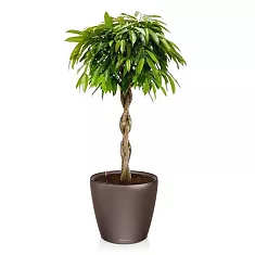 Фикус Амстел Кинг + Lechuza CLASSICO 35