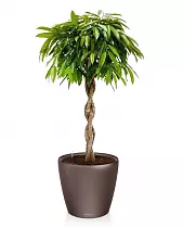 Фикус Амстел Кинг + Lechuza CLASSICO 35