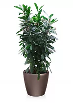 Фикус Циастипула + Lechuza CLASSICO Color 43