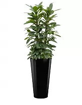 Фикус Циастипула + Lechuza RONDO 40