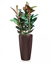 Фикус Эластика Робуста + Lechuza RONDO 40