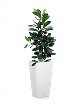 Фикус Циастипула + Lechuza CUBICO 30