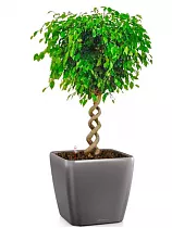 Фикус Экзотика двойная спираль + Lechuza QUADRO LS 43