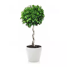 Фикус Экзотика спираль + Lechuza CLASSICO Color LS 43