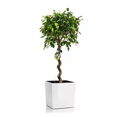 Фикус Экзотика спираль + Lechuza Cube 40